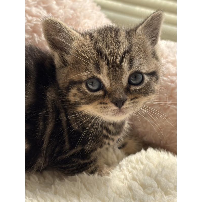 販売中の奈良県のスコティッシュフォールド-137604の2枚目