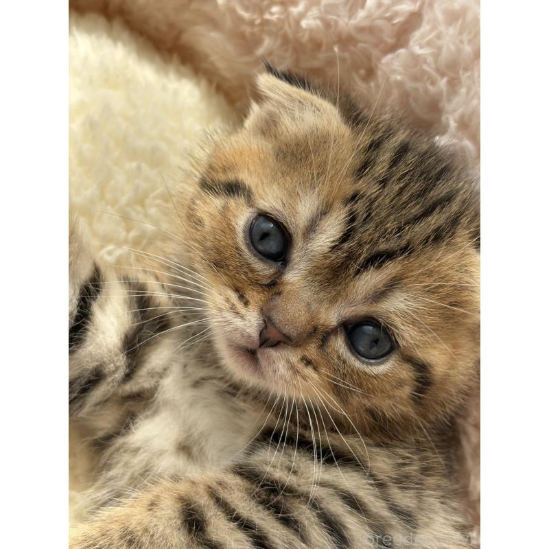 販売中の奈良県のスコティッシュフォールド(折れ耳)-137605の4枚目