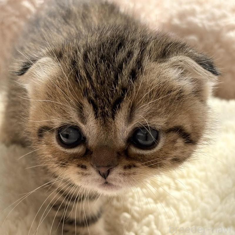 販売中の奈良県のスコティッシュフォールド(折れ耳)-137605