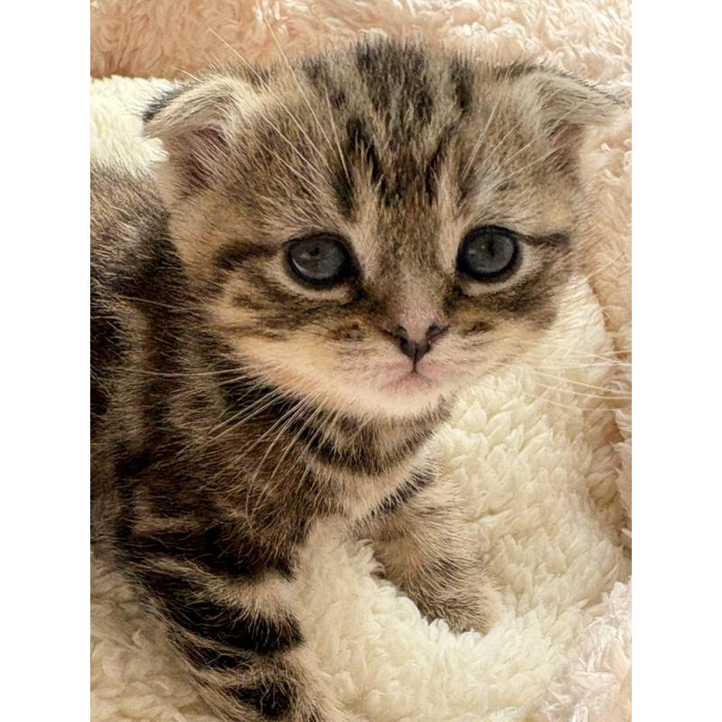 販売中の奈良県のスコティッシュフォールド(折れ耳)-137606の4枚目