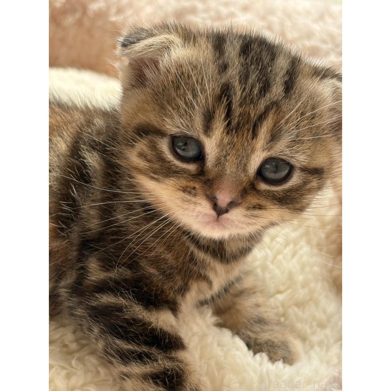 販売中の奈良県のスコティッシュフォールド(折れ耳)-137606の3枚目