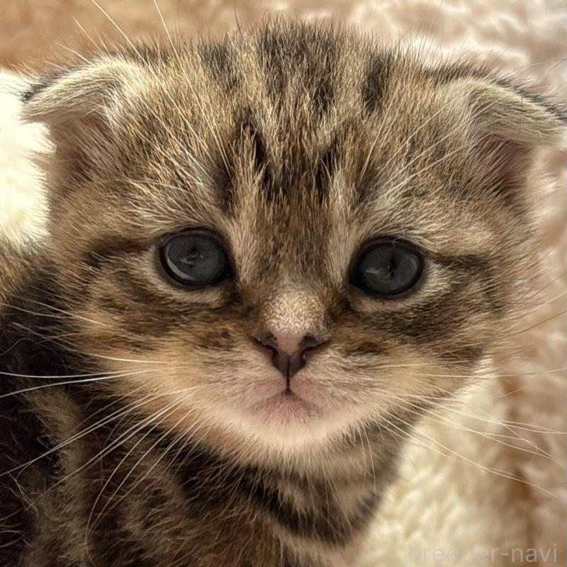 販売中の奈良県のスコティッシュフォールド(折れ耳)-137606の1枚目