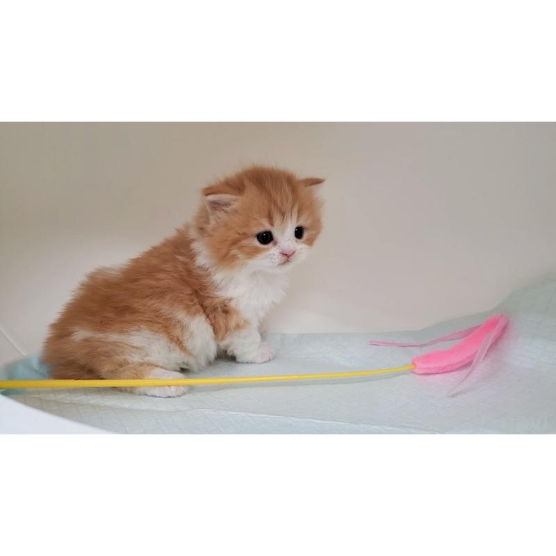 販売中の大阪府のミヌエット(短足)-137607の9枚目