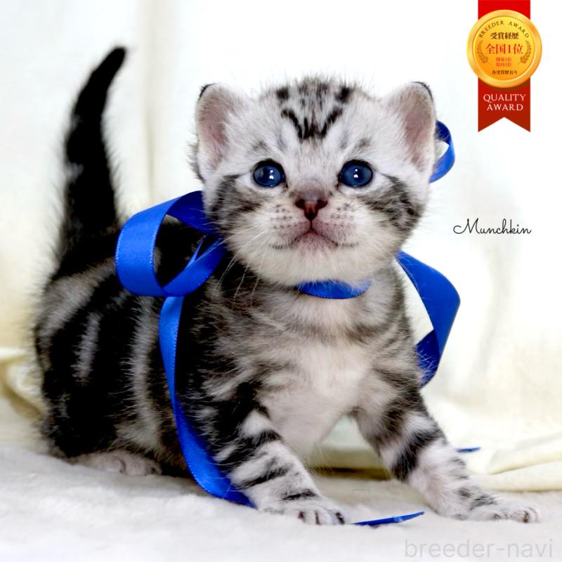 販売中の栃木県のマンチカン-137608