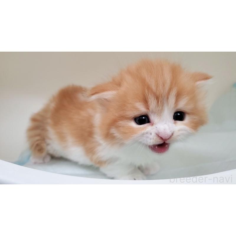 販売中の大阪府のミヌエット(短足)-137607の7枚目