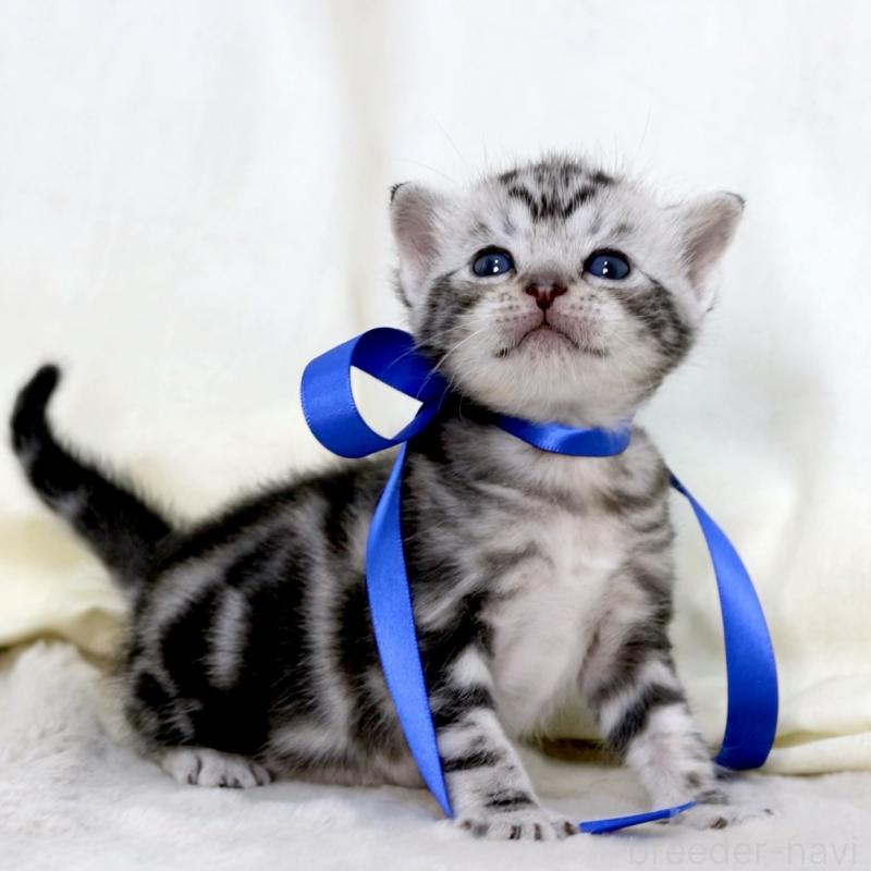 販売中の栃木県のマンチカン-137608の10枚目