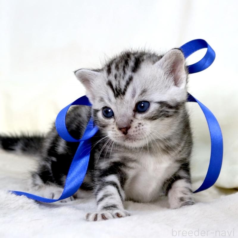 販売中の栃木県のマンチカン-137608の9枚目