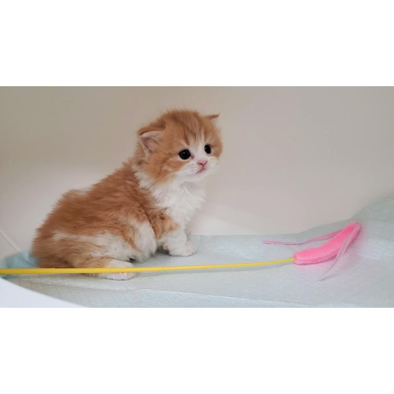 販売中の大阪府のミヌエット(短足)-137607の5枚目