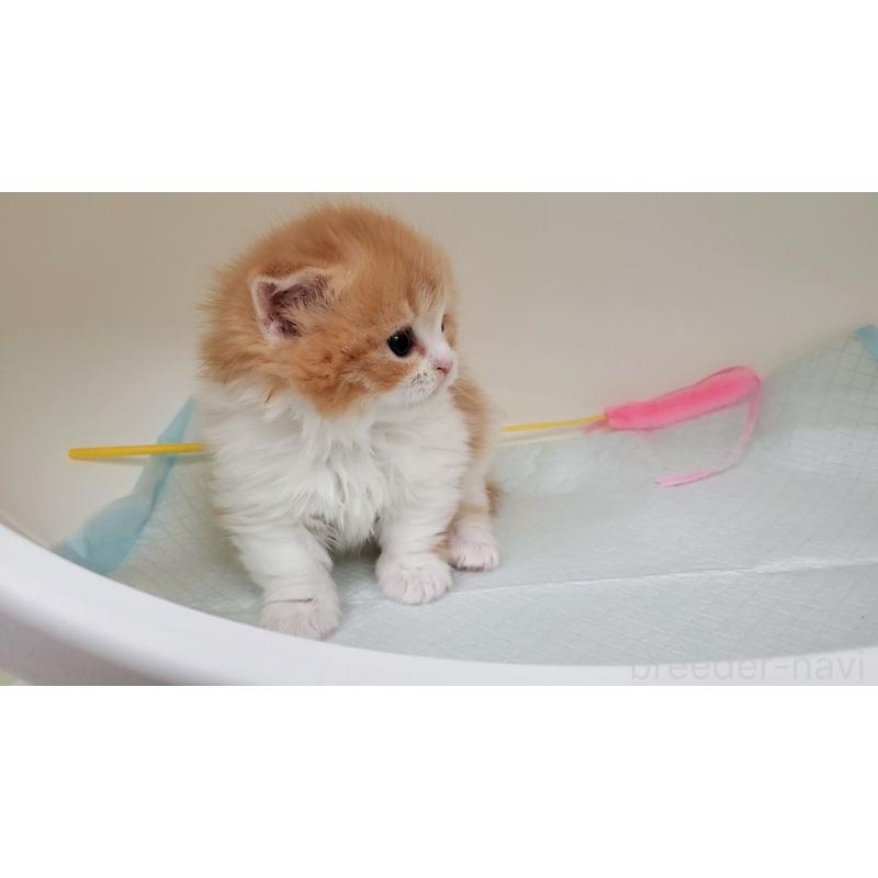 販売中の大阪府のミヌエット(短足)-137607の3枚目