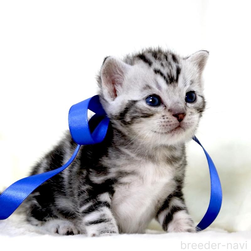 販売中の栃木県のマンチカン-137608の8枚目