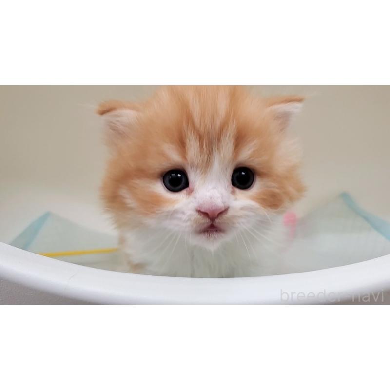 販売中の大阪府のミヌエット(短足)-137607の2枚目