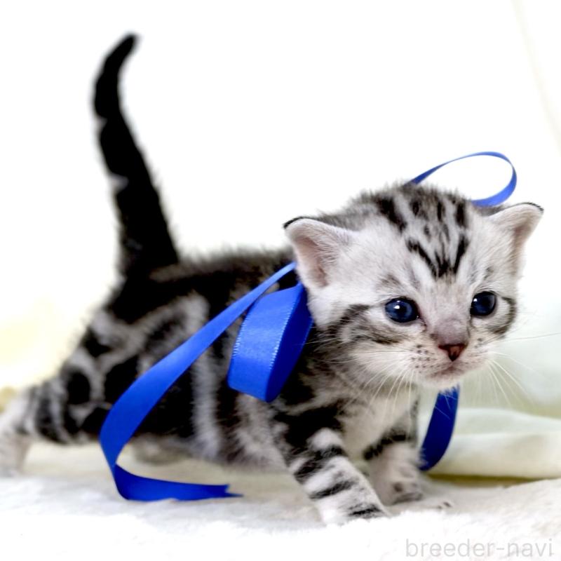 販売中の栃木県のマンチカン-137608の7枚目