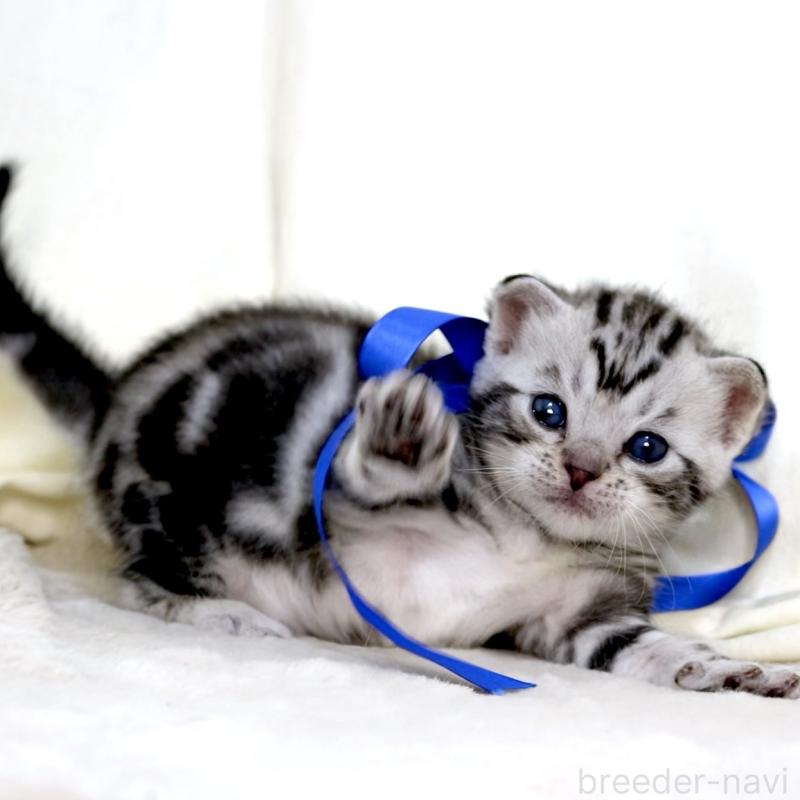 販売中の栃木県のマンチカン-137608の5枚目