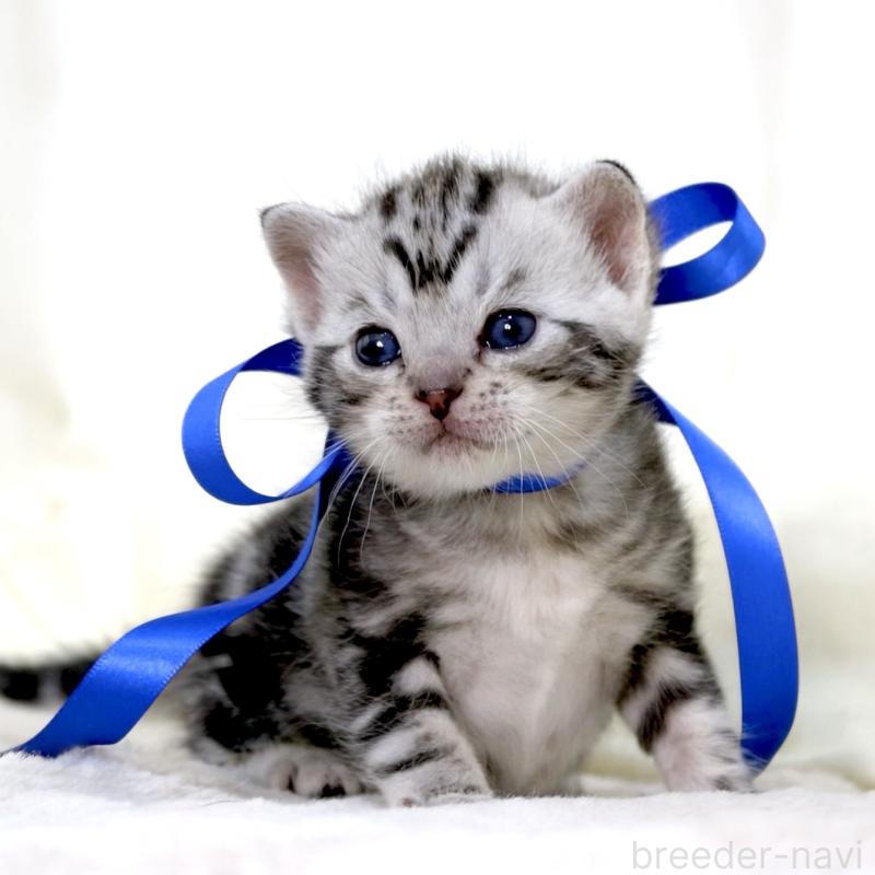 販売中の栃木県のマンチカン-137608の4枚目