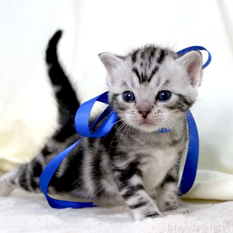 販売中の栃木県のマンチカン-137608の3枚目