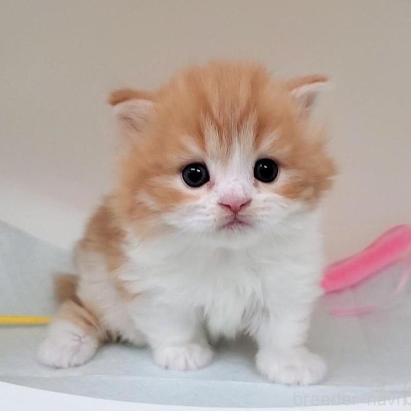 販売中の大阪府のミヌエット(短足)-137607