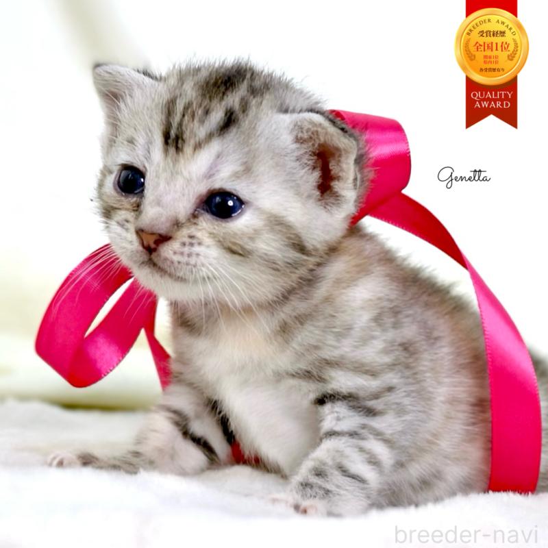 販売中の栃木県のジェネッタ-137609の1枚目