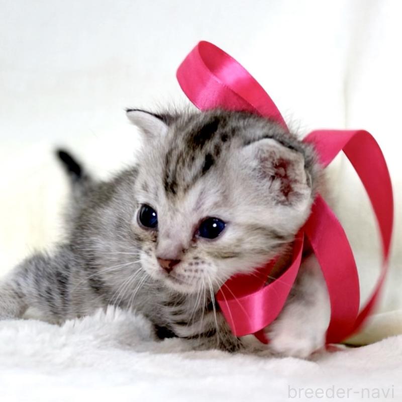 販売中の栃木県のジェネッタ-137609の10枚目