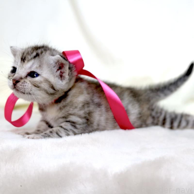 販売中の栃木県のジェネッタ-137609の9枚目