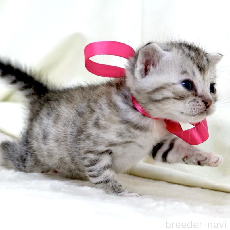 販売中の栃木県のジェネッタ-137609の7枚目