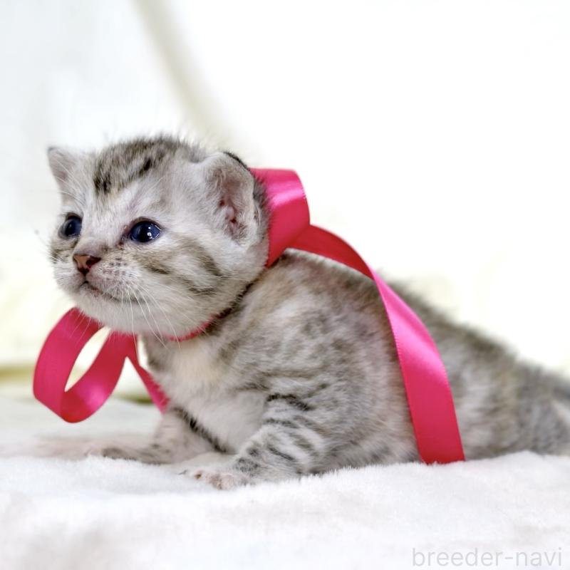 販売中の栃木県のジェネッタ-137609の6枚目