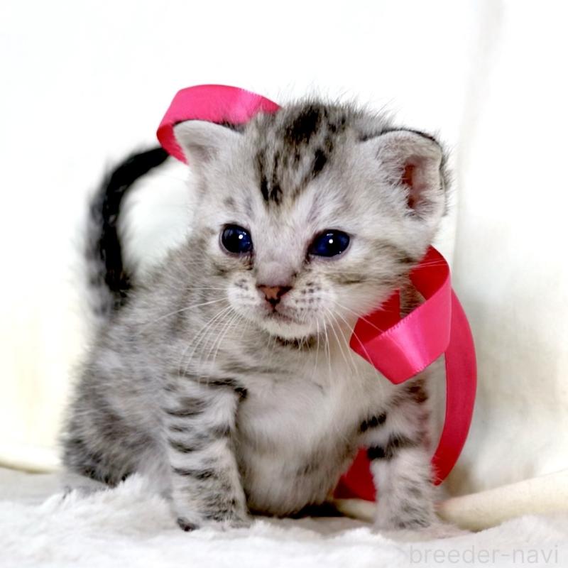 販売中の栃木県のジェネッタ-137609の3枚目