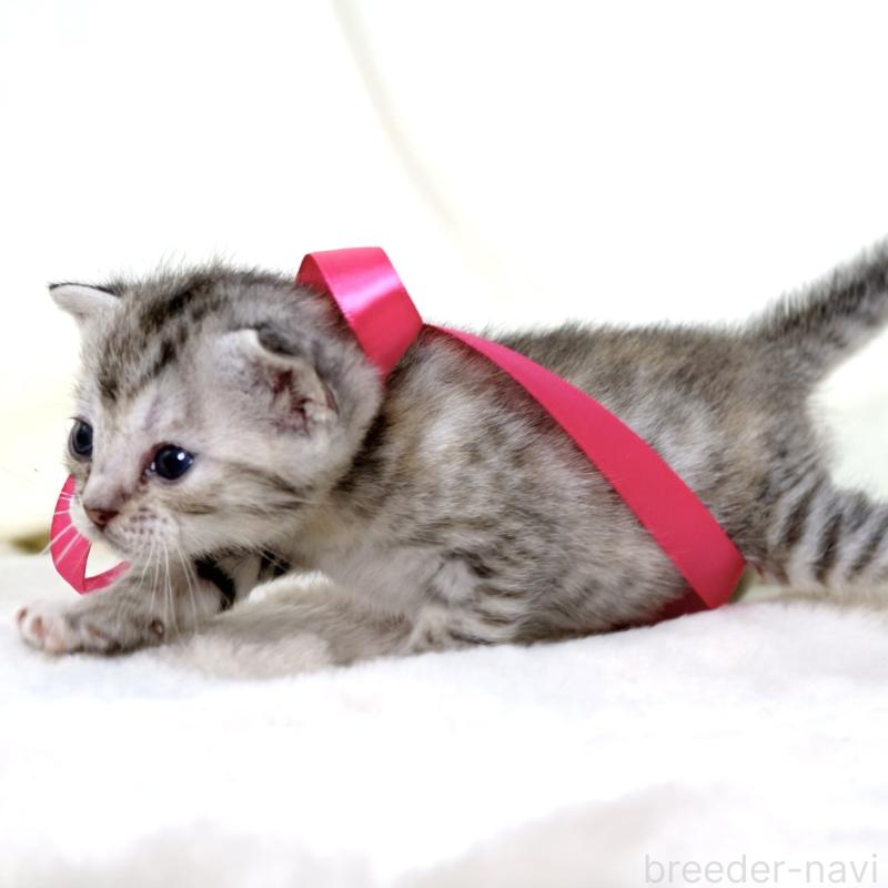 販売中の栃木県のジェネッタ-137609の2枚目