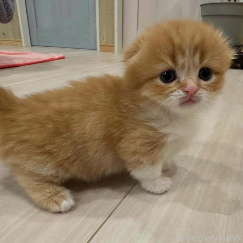 販売中の福岡県のミヌエット(短足)-137610の3枚目