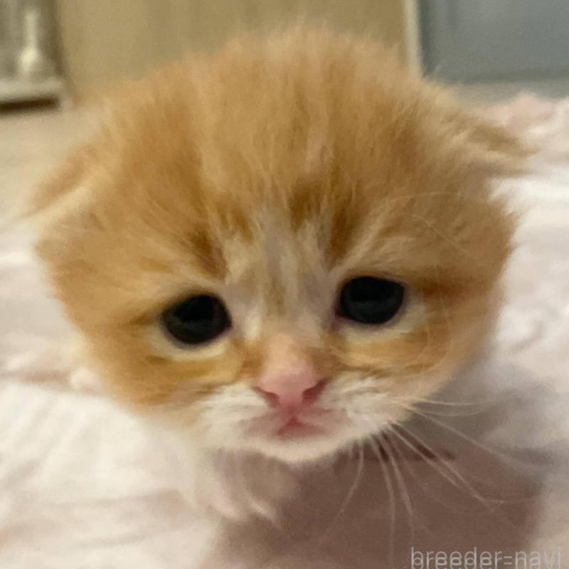 販売中の福岡県のミヌエット(短足)-137610の2枚目