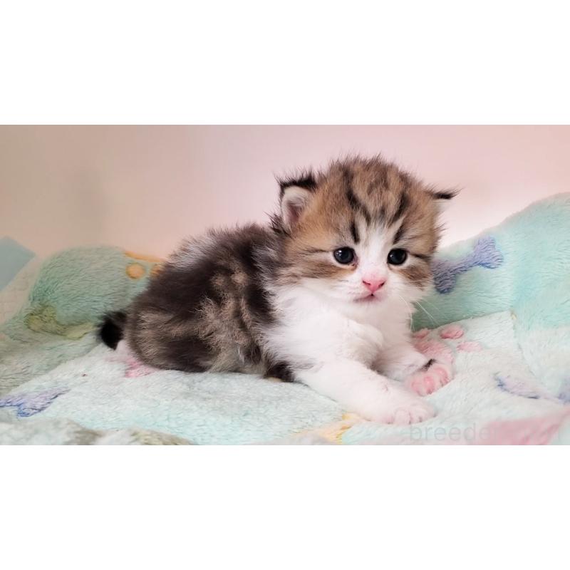 販売中の大阪府のミヌエット-137611の8枚目