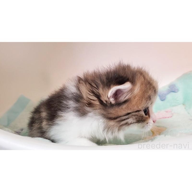 販売中の大阪府のミヌエット-137611の7枚目