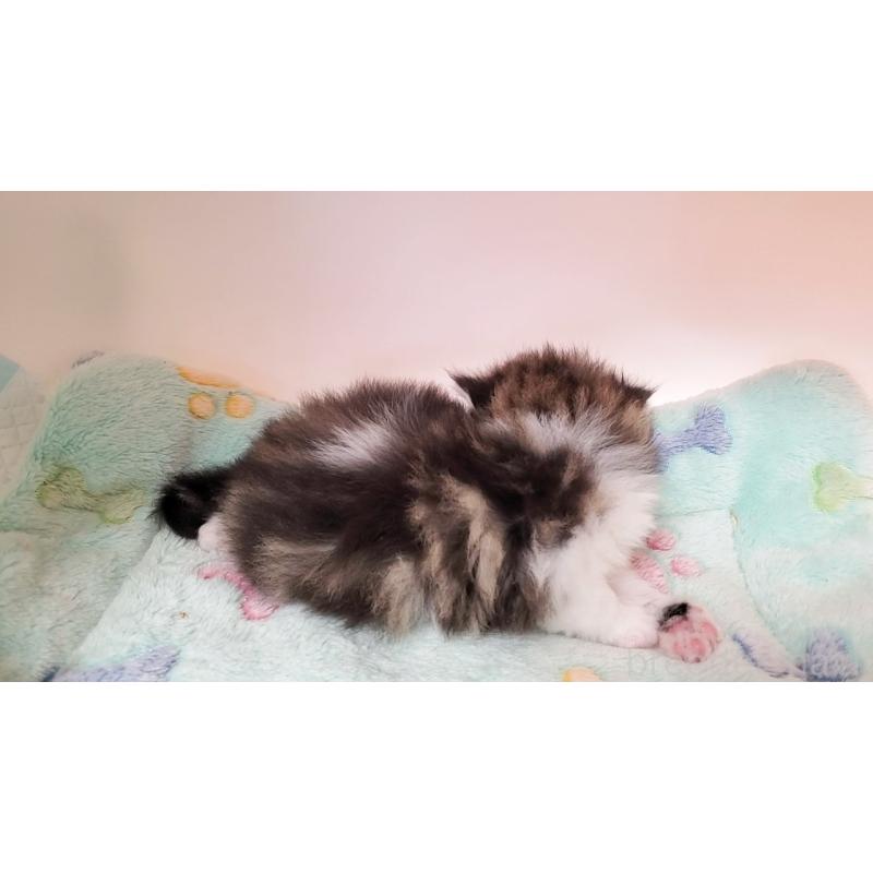 販売中の大阪府のミヌエット-137611の6枚目