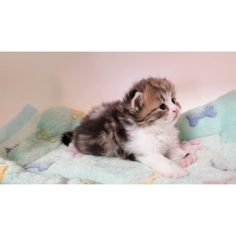 販売中の大阪府のミヌエット-137611の5枚目