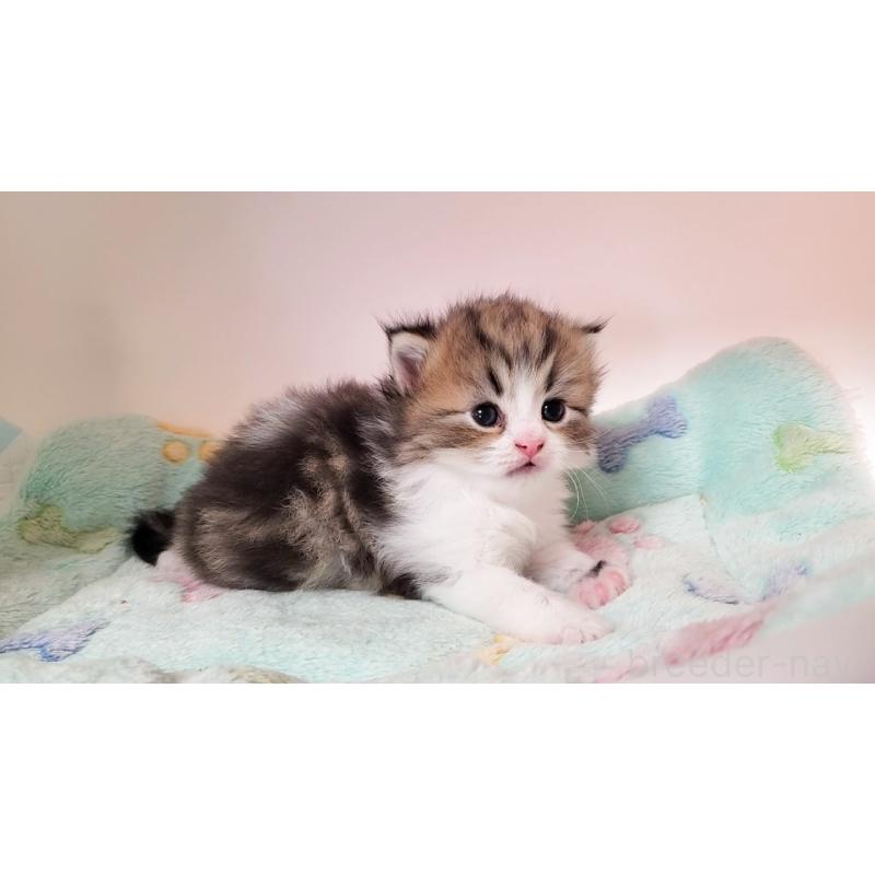 販売中の大阪府のミヌエット-137611の3枚目