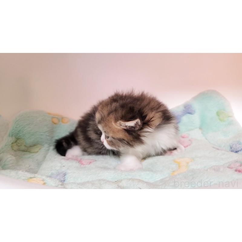 販売中の大阪府のミヌエット-137611の2枚目