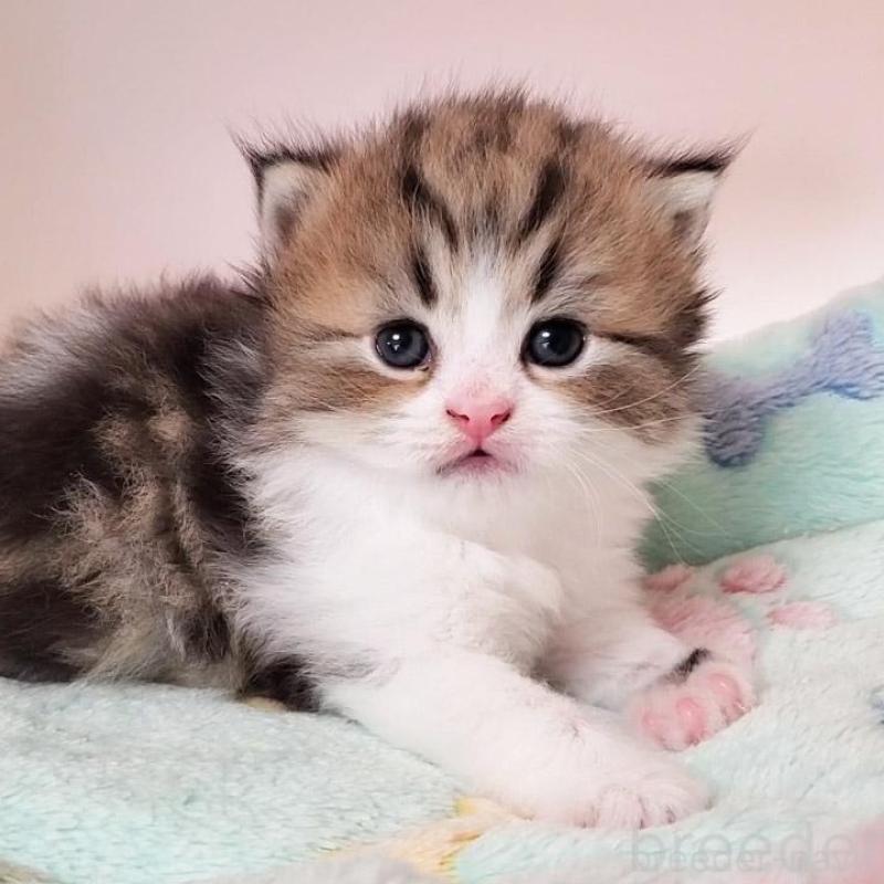 販売中の大阪府のミヌエット-137611