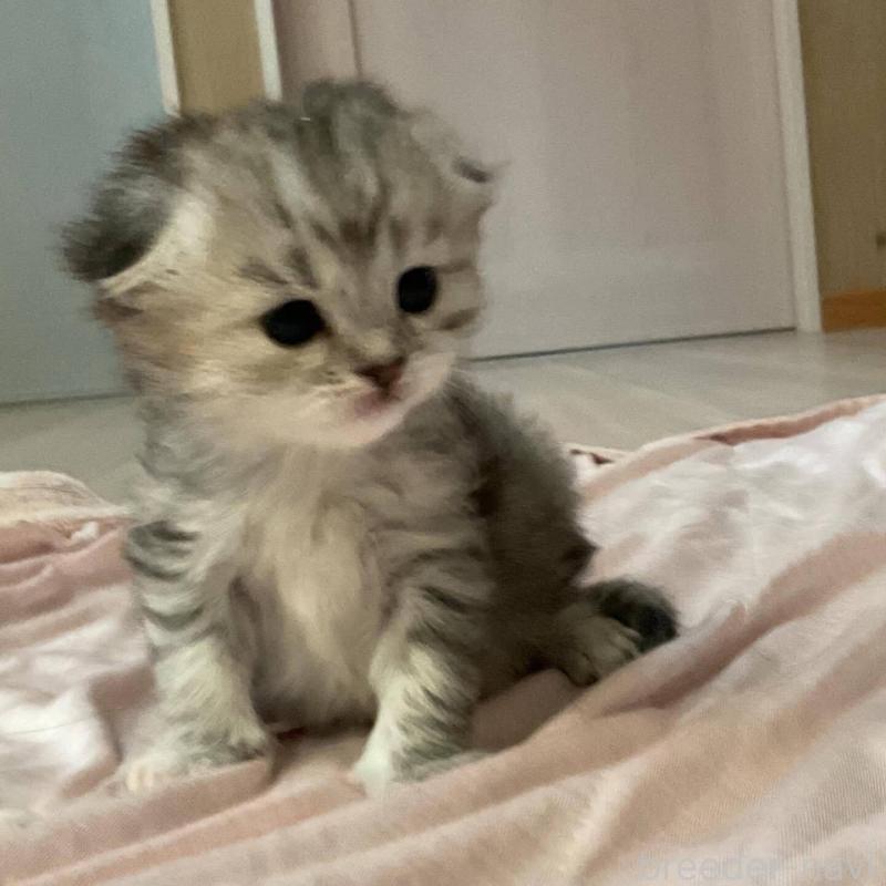 販売中の福岡県のミヌエット-137613の1枚目