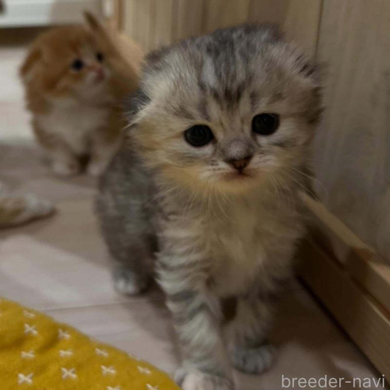 販売中の福岡県のミヌエット-137613の3枚目