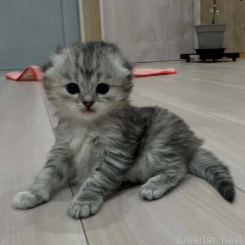 販売中の福岡県のミヌエット-137613の2枚目