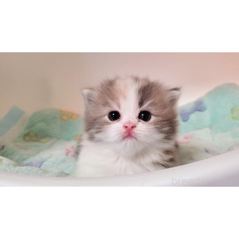 販売中の大阪府のミヌエット(短足)-137614の9枚目