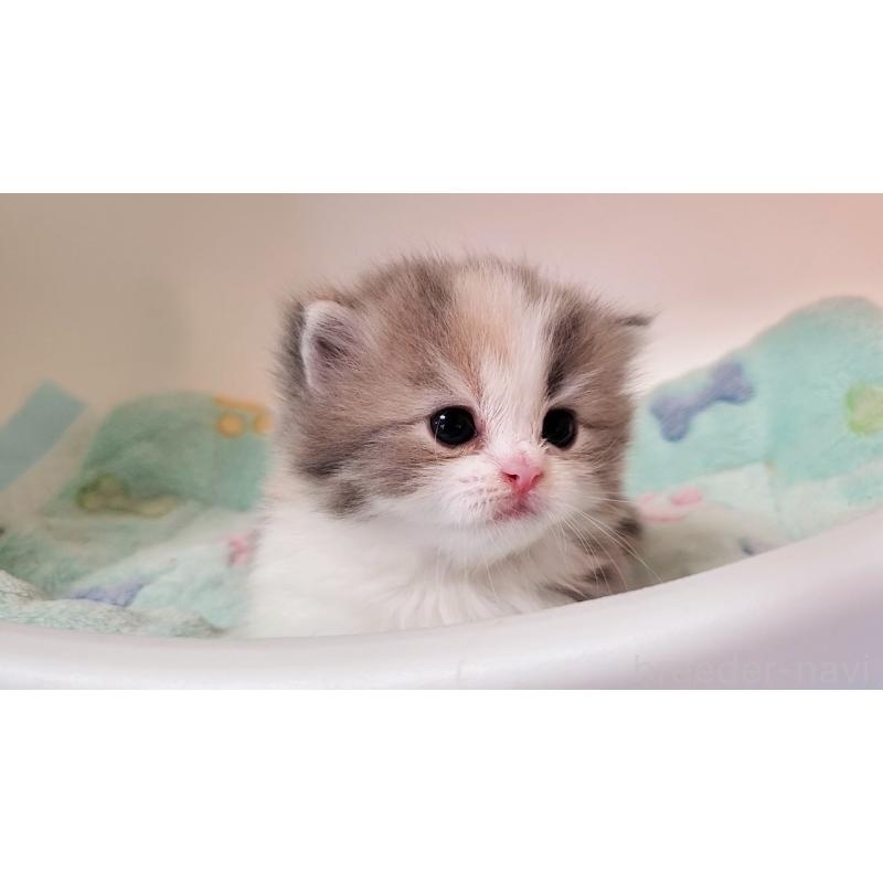 販売中の大阪府のミヌエット(短足)-137614の8枚目