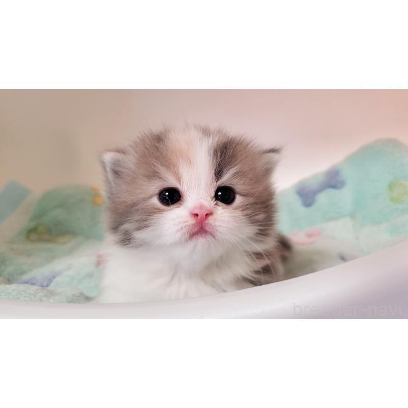 販売中の大阪府のミヌエット(短足)-137614の7枚目