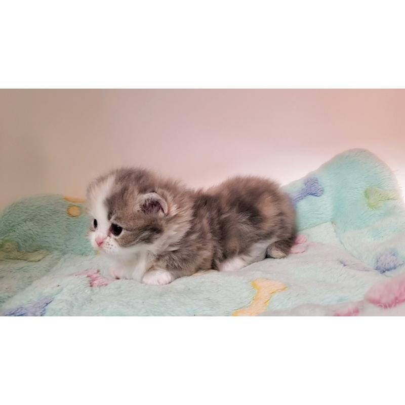 販売中の大阪府のミヌエット(短足)-137614の6枚目