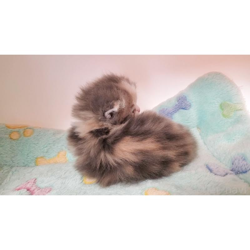 販売中の大阪府のミヌエット(短足)-137614の5枚目