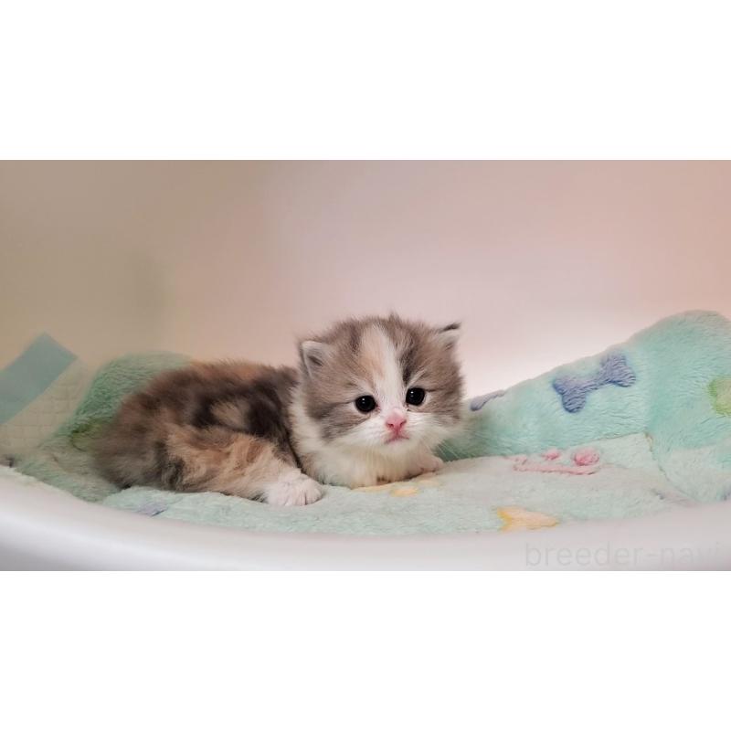 販売中の大阪府のミヌエット(短足)-137614の4枚目