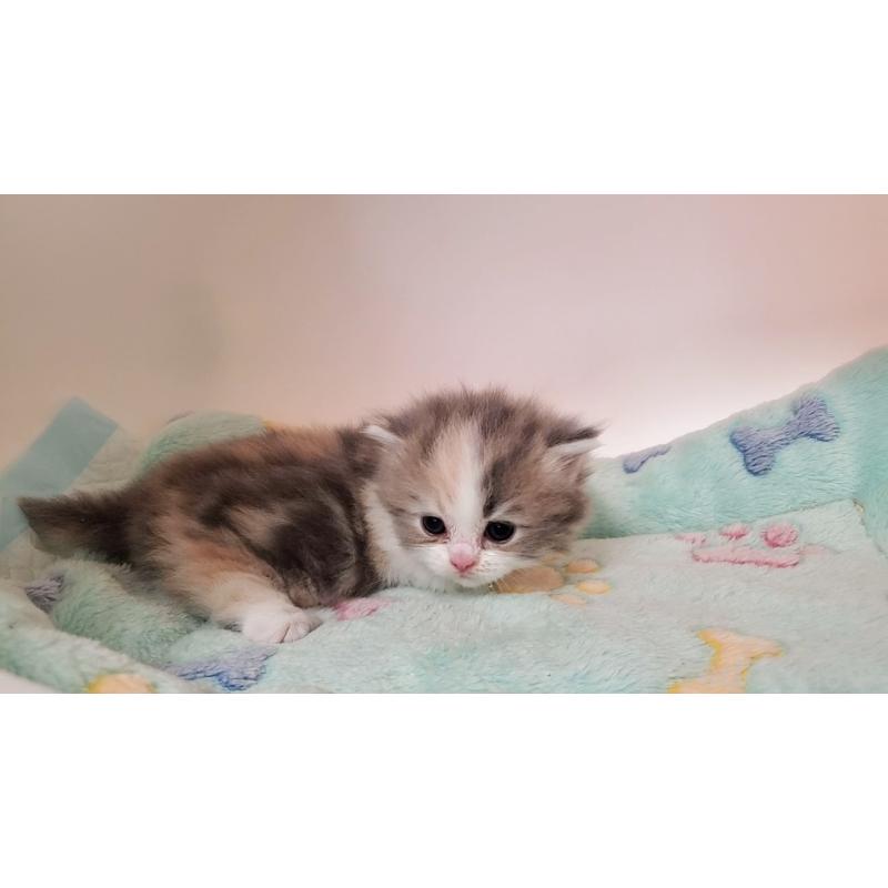 販売中の大阪府のミヌエット(短足)-137614の3枚目