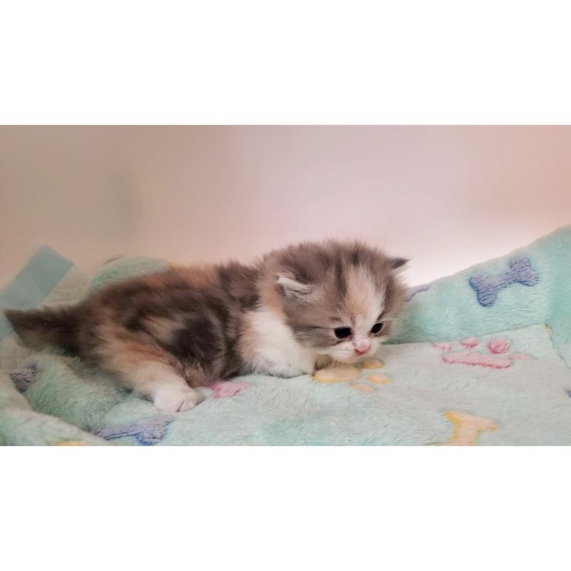 販売中の大阪府のミヌエット(短足)-137614の2枚目