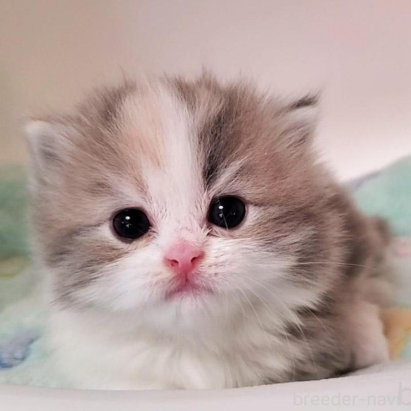 販売中の大阪府のミヌエット(短足)-137614の1枚目