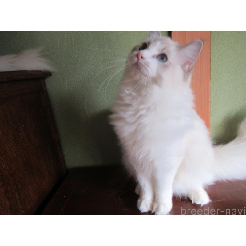 販売中の大分県のラグドール-111959の4枚目
