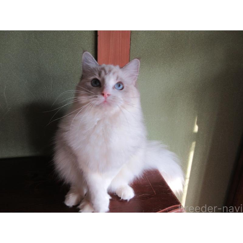 販売中の大分県のラグドール-111959の3枚目